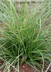 Carex subfusca